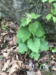 Alliaria petiolata