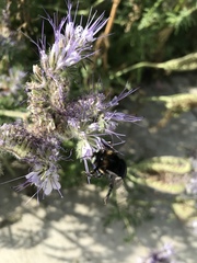 Xylocopa tabaniformis