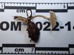 Moellerodiscus capillipes