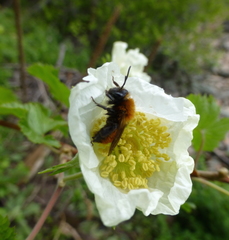 Andrena milwaukeensis