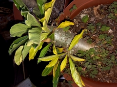 Pachypodium saundersii