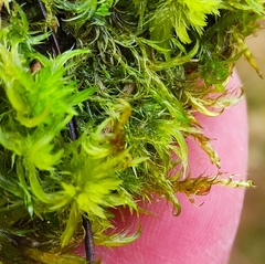 Warnstorfia fluitans