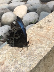 Morpho helenor peleides