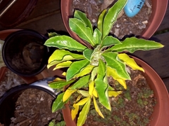 Pachypodium saundersii