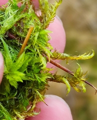 Warnstorfia fluitans