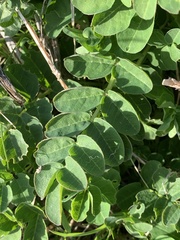 Astragalus glycyphyllos