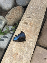 Morpho helenor peleides