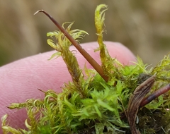 Warnstorfia fluitans