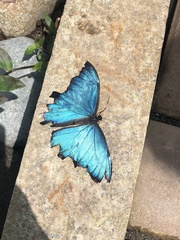 Morpho helenor peleides