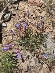 Penstemon roezlii