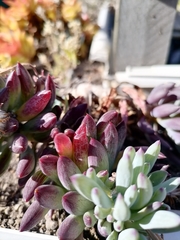 Curio crassulifolius