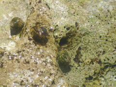 Cellana radians