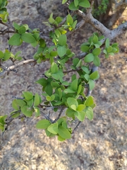 Forestiera tomentosa