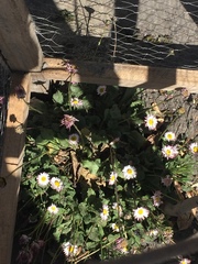 Asteraceae