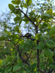 Forestiera tomentosa