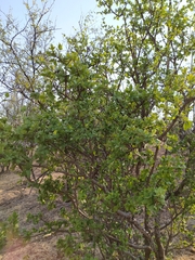 Forestiera tomentosa