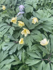 Anemonoides × lipsiensis