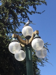 Columba livia