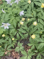 Anemonoides × lipsiensis