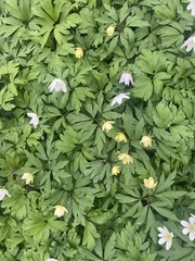 Anemonoides × lipsiensis