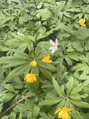 Anemonoides × lipsiensis