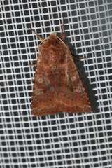 Cerastis leucographa