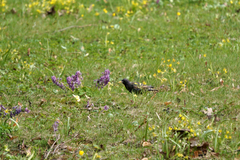 Sturnus vulgaris