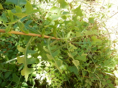 Lactuca ludoviciana