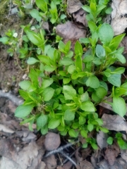 Moehringia trinervia