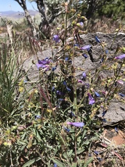 Penstemon roezlii