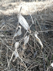 Polygonatum odoratum