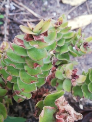 Crassula alba alba