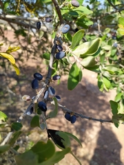 Forestiera tomentosa