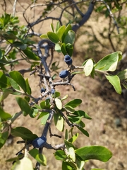 Forestiera tomentosa