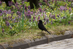 Turdus merula