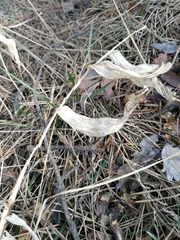 Polygonatum odoratum