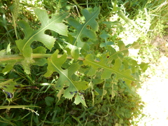 Lactuca ludoviciana
