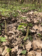 Equisetum pratense image