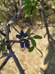 Forestiera tomentosa