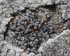 Myriolecis crenulata