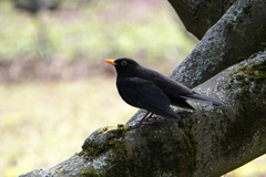 Turdus merula