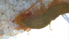Cirratulus grandis