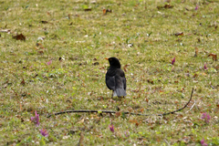 Turdus merula
