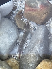 Apletodon