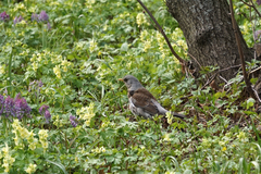 Turdus pilaris