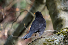 Turdus merula