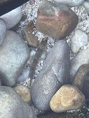 Apletodon
