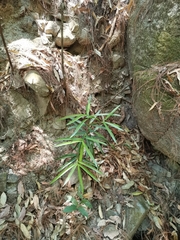 Podocarpus matudae