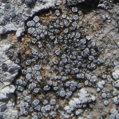 Myriolecis crenulata