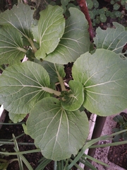 Brassica rapa pekinensis